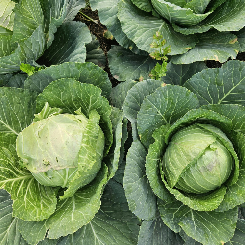 Cabbage: Blooma's Complete Guide to Growing