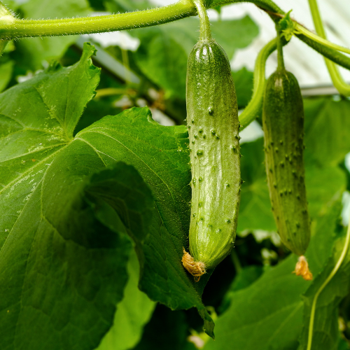 Cucumbers: Blooma's Complete Guide to Growing