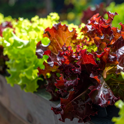 Lettuce: Blooma's Complete Guide to Growing