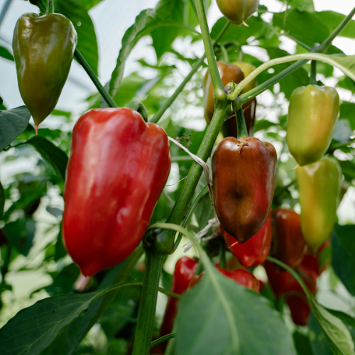 Peppers: Blooma's Complete Guide to Growing