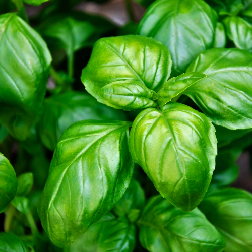 Basil: Blooma's Complete Guide to Growing
