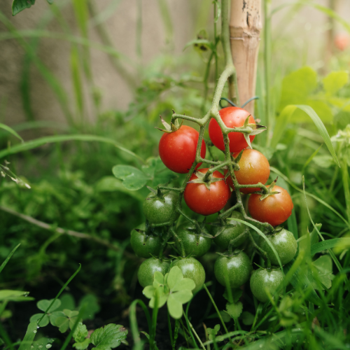 Tomatoes: Blooma's Complete Guide to Growing