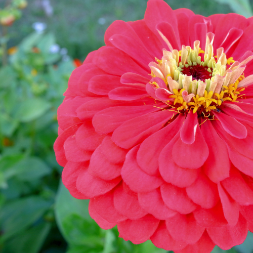 Zinnas: Blooma's Complete Guide to Growing